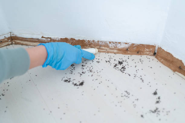 Best Spider Control Near Me  in East Falmouth, MA