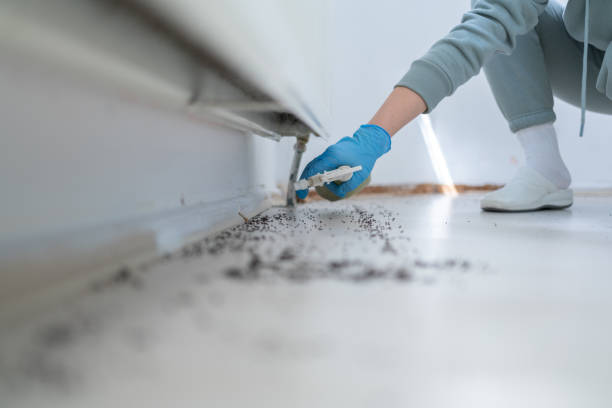 Best Wasp Removal Services  in East Falmouth, MA